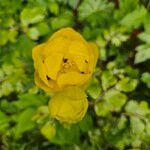 Trollius europaeus Flower