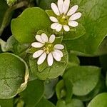 Stellaria media Blomst