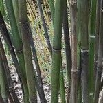 Phyllostachys nigra Habitus