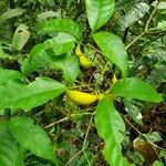 Tabernaemontana robinsonii Fruto