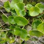 Umbilicus horizontalis Leaf