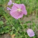 Malva alceaFlower