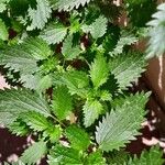 Urtica urens Ліст