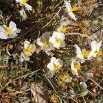 Helianthemum violaceum Hábito