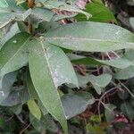 Lepisanthes senegalensis