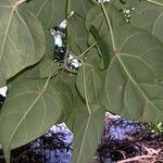 Hernandia nymphaeifolia Агульны выгляд