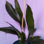 Aspidistra lurida List