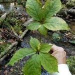 Panax quinquefolius Blad