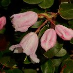 Rhododendron williamsianum Kvet