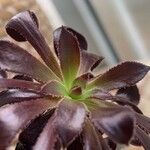 Aeonium arboreum Blad