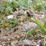 Carex gracilenta Συνήθη χαρακτηριστικά