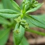 Galium triflorum फूल