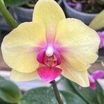 Phalaenopsis spp.Blomma