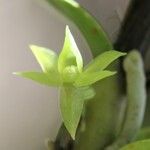 Angraecum cilaosianum फूल