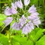 Hydrophyllum virginianum Flor