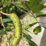 Inga ruiziana Fruit