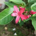 Jatropha integerrimaFlor