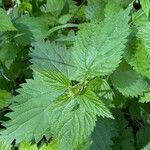 Urtica incisa List