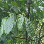 Coffea canephora Hoja