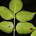 Bursera grandifolia Yaprak