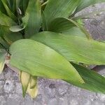 Aspidistra elatior 葉