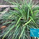 Stipa capillata Leaf