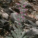 Echium albicans Habit