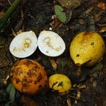 Picralima nitida Fruto