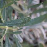 Lavandula latifolia Leaf