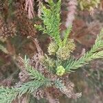 Cryptomeria japonicaЛист