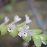Angraecum aporoides Flower