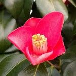 Camellia japonica Flower