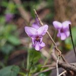 Viola collina Flor