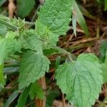 Stachys sylvatica Blad