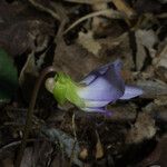 Viola septemloba Flower