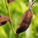 Canna flaccida ফল