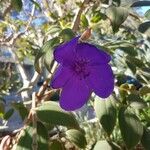 Tibouchina urvilleanaFlower