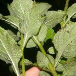 Stachytarpheta frantzii Leaf