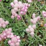 Antennaria dioicaLorea