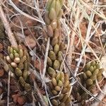 Crassula schimperi Blad