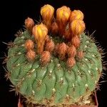 Matucana aureiflora موطن