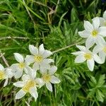 Anemonastrum narcissiflorum Blüte