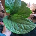 Monstera siltepecana Leaf