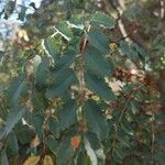 Marcetella moquiniana Likasa