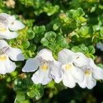 Prostanthera cuneata Çiçek