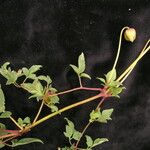 Clematis brevipes Hábito