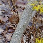 Hamamelis intermedia বাকল