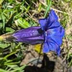 Gentiana acaulis Květ