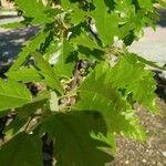 Quercus castaneifolia Leaf