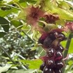 Leycesteria formosa Fruit